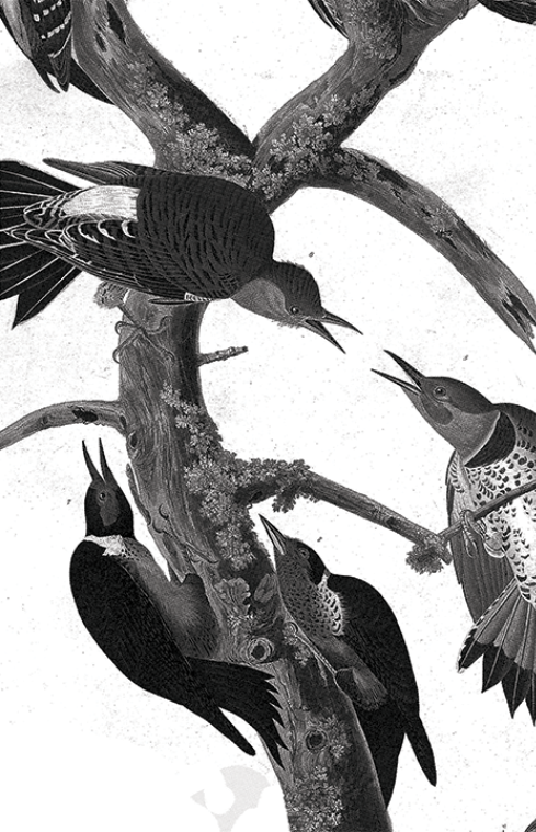 Burton Family Tree Hometown Hero Snowboard 2026